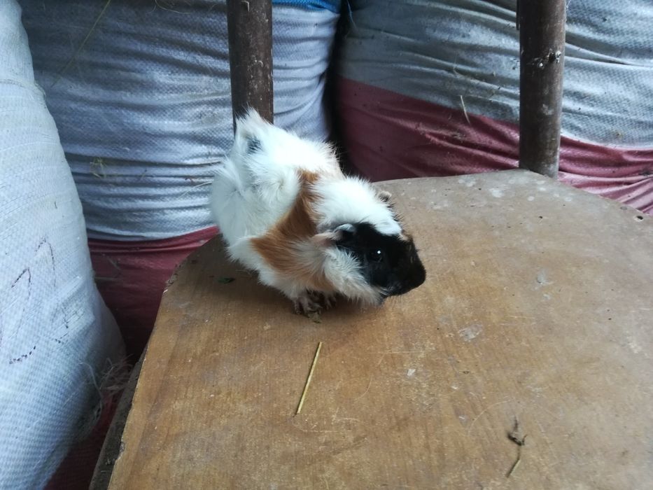 Морские свинки разные