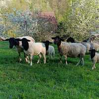 Owce dorper owieczka i baranek