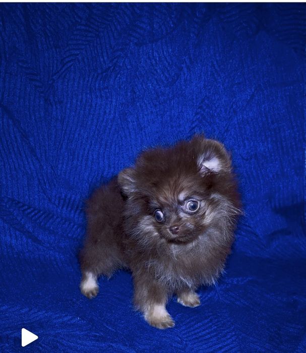 Мальчик шоколадный