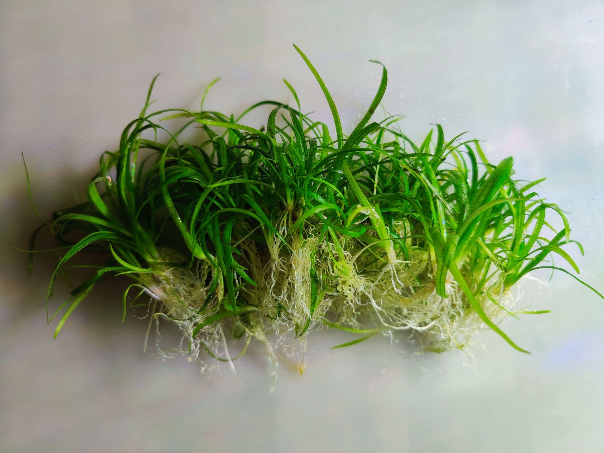 Растения аквариумные ( водоросли ) креветки