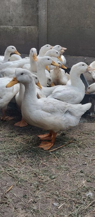 Sprzedam kaczki do odchowu 7 tygodniowe