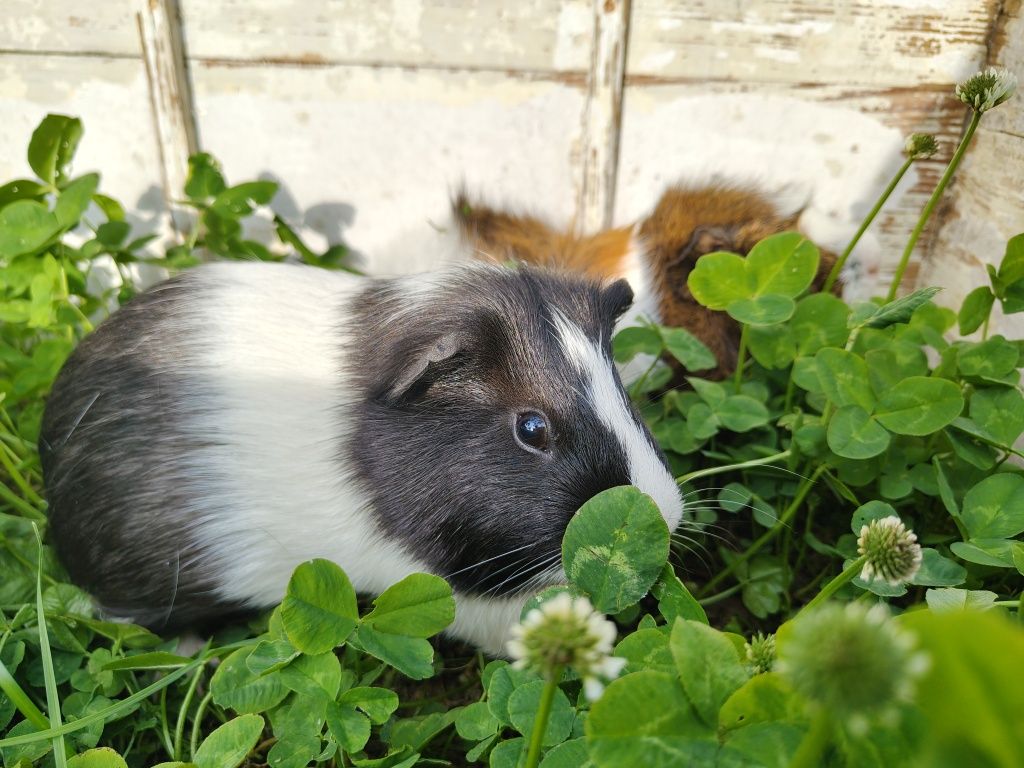 Świnki morskie do adopcji (rozetka i gładka)