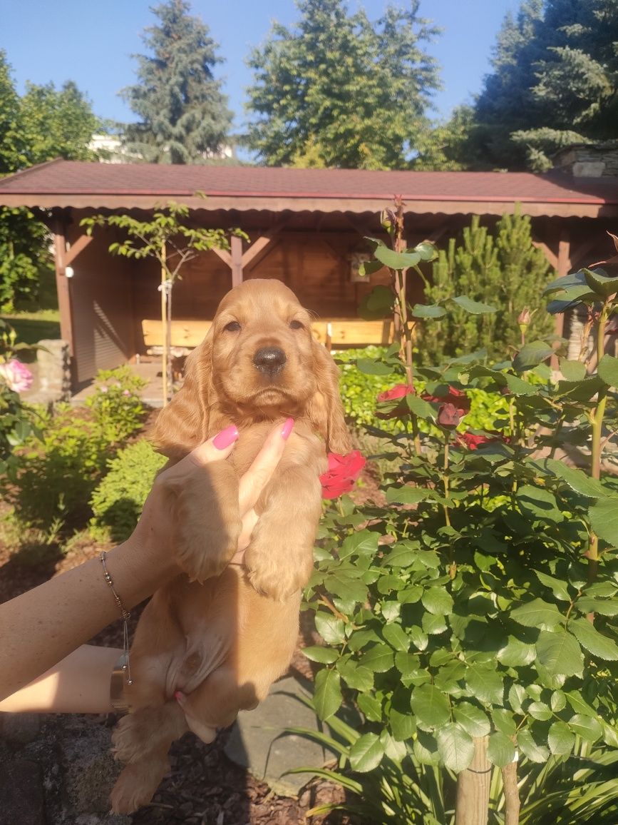 Cocker spaniel śliczny maluszek