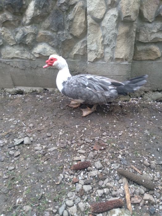 Продам качурів .