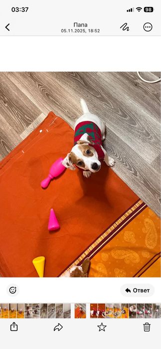 Яркий мальчик джек рассел терьер ищет маму