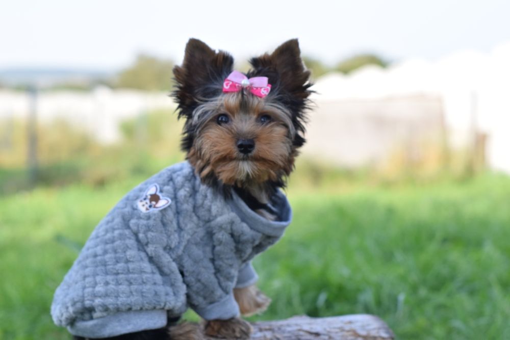 Йорки – маленькі зірочки вашого дому. Йорк