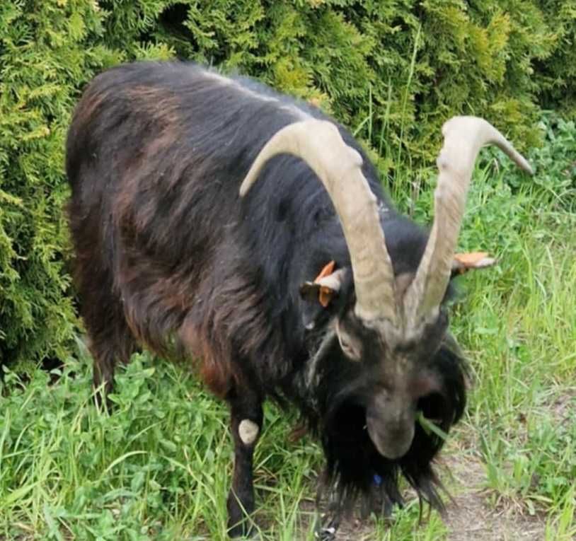 Oddam za owies Kozioł Kazimierzowski .