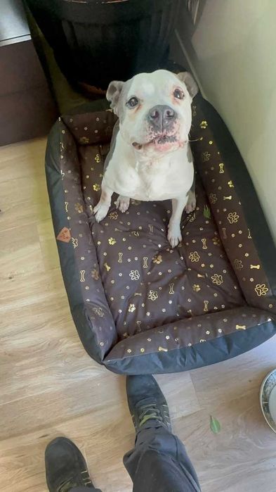 Legowisko Kojec Posłanie Wodoodporne 100x75 Cm Nowe pies kot