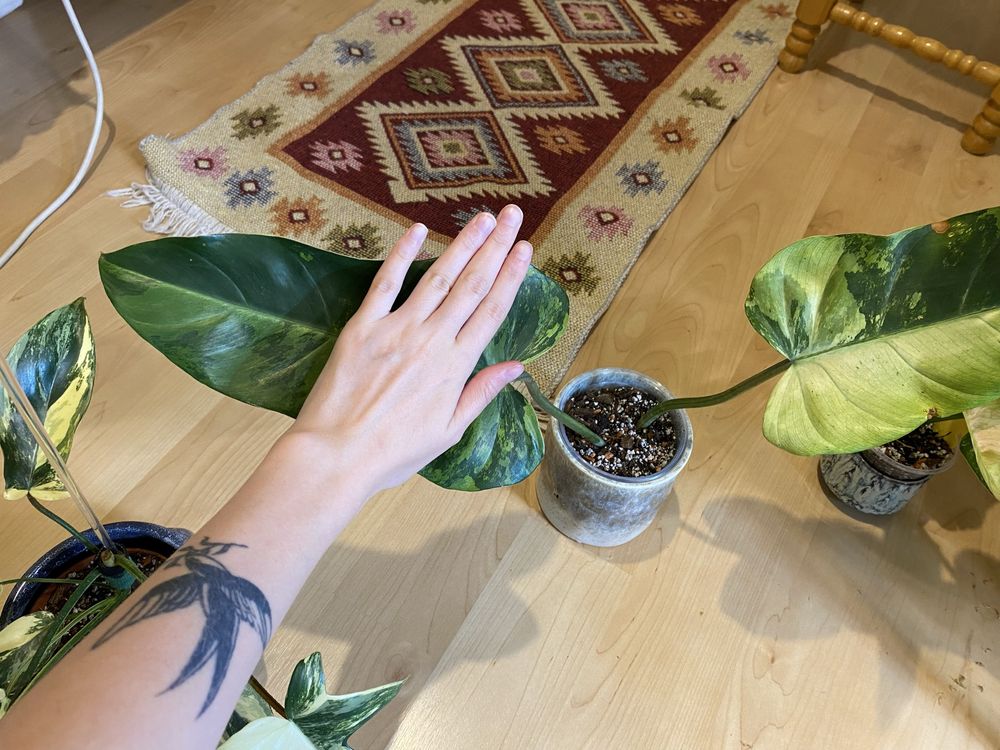 Philodendron whipple way variegata