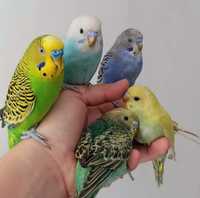 Волнистые попугаи малыши разных цветов