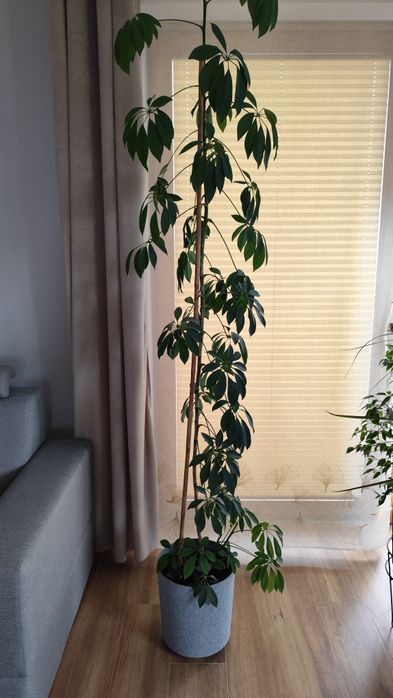 Szeflera kwiat szeflera duży 220cm