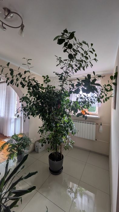 Duży Fikus Benjamina