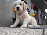 Golden Retriever szczeniak biszkoptowy