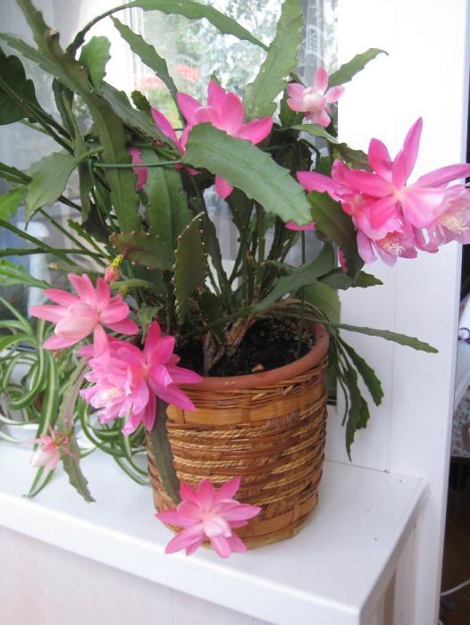 Эпифиллум Epiphyllum 'Deutsche Kaiserin'