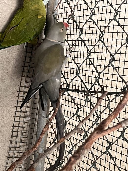 Casal de Ring Necks reprodurores