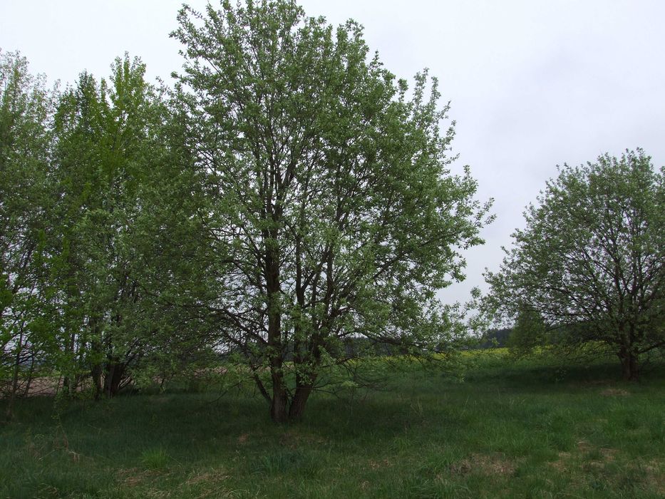 Gospodarstwo rolne 2,5ha Hruszew gm. Platerów pow. Łosice