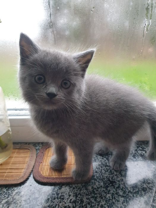 Віддам в добрі руки