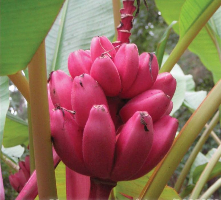 Sementes de Banana Rosa - musa velutina