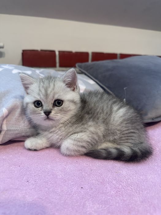 Kotka szkocka srebrna szynszyla prostoucha Belli gotowa do odbioru