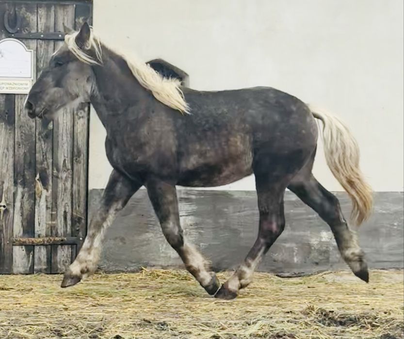 Sprzedam ogierka typ zimnokrwisty