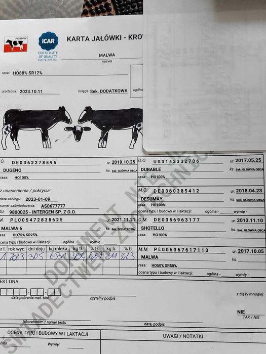 Jałówka hodowlana wysokocielna