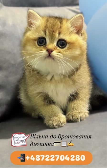 Британська золота шиншила . Кошеня