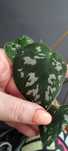 zestaw :scindapsus, syngonium, epipremnum, monstera