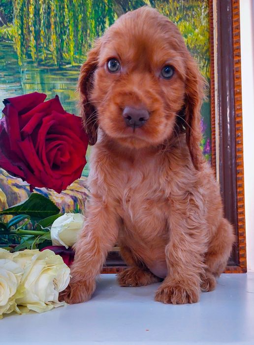 Англійський кокер спаніель