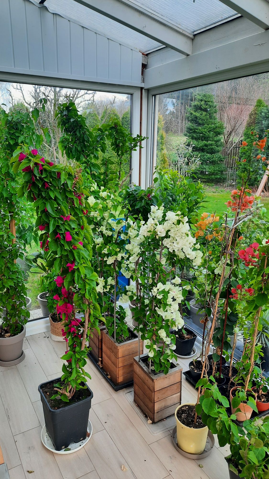 Bougainvillea, bugenwilla