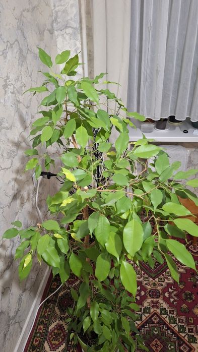 Фікус Бенджаміна Наташа