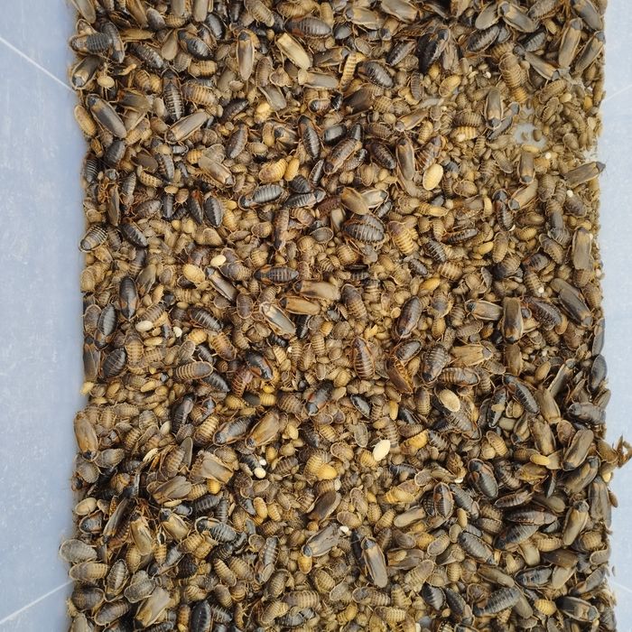 Karaczany Argentyńskie Blaptica Dubia rozmiar 1-2 cm