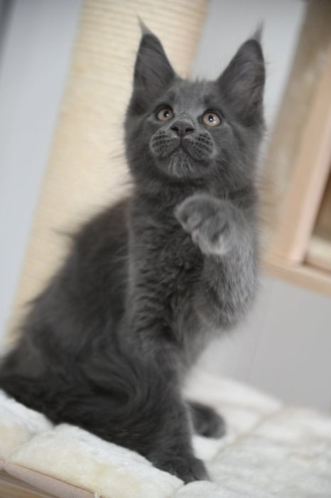 Maine coon Kocurek Harry