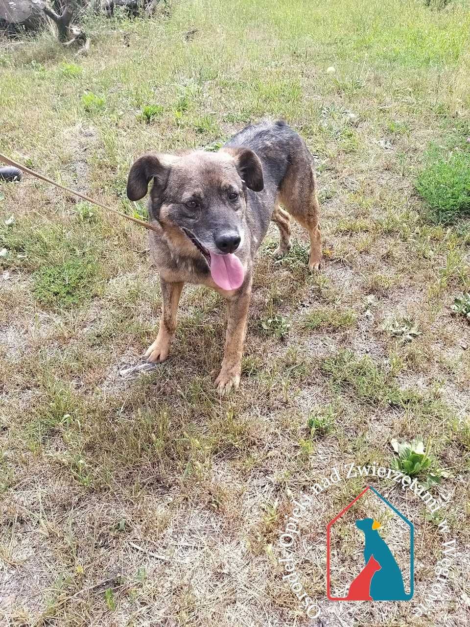 ORBIT  szuka domu! Już długo jest w schronisku. Adoptuj!