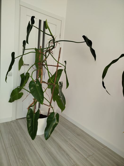 Філодендрон великий