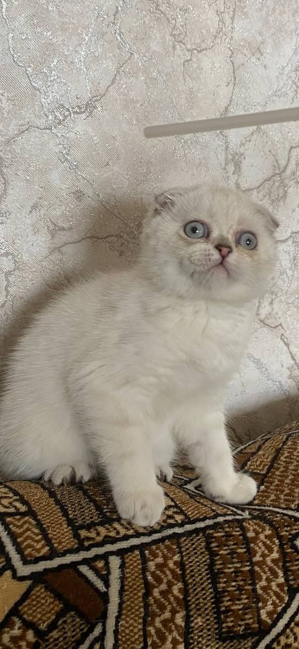 Скоттиш.  ( фолд)
