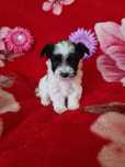 Yorkshire Terrier/York  mini dziewczynka/suczka bialo czarna