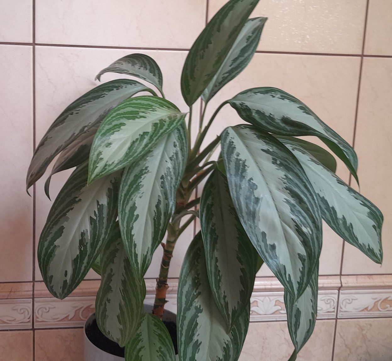 Kwiat doniczkowy Aglaonema silver bay