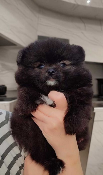 Померанский шпиц. Тип " мишка '.