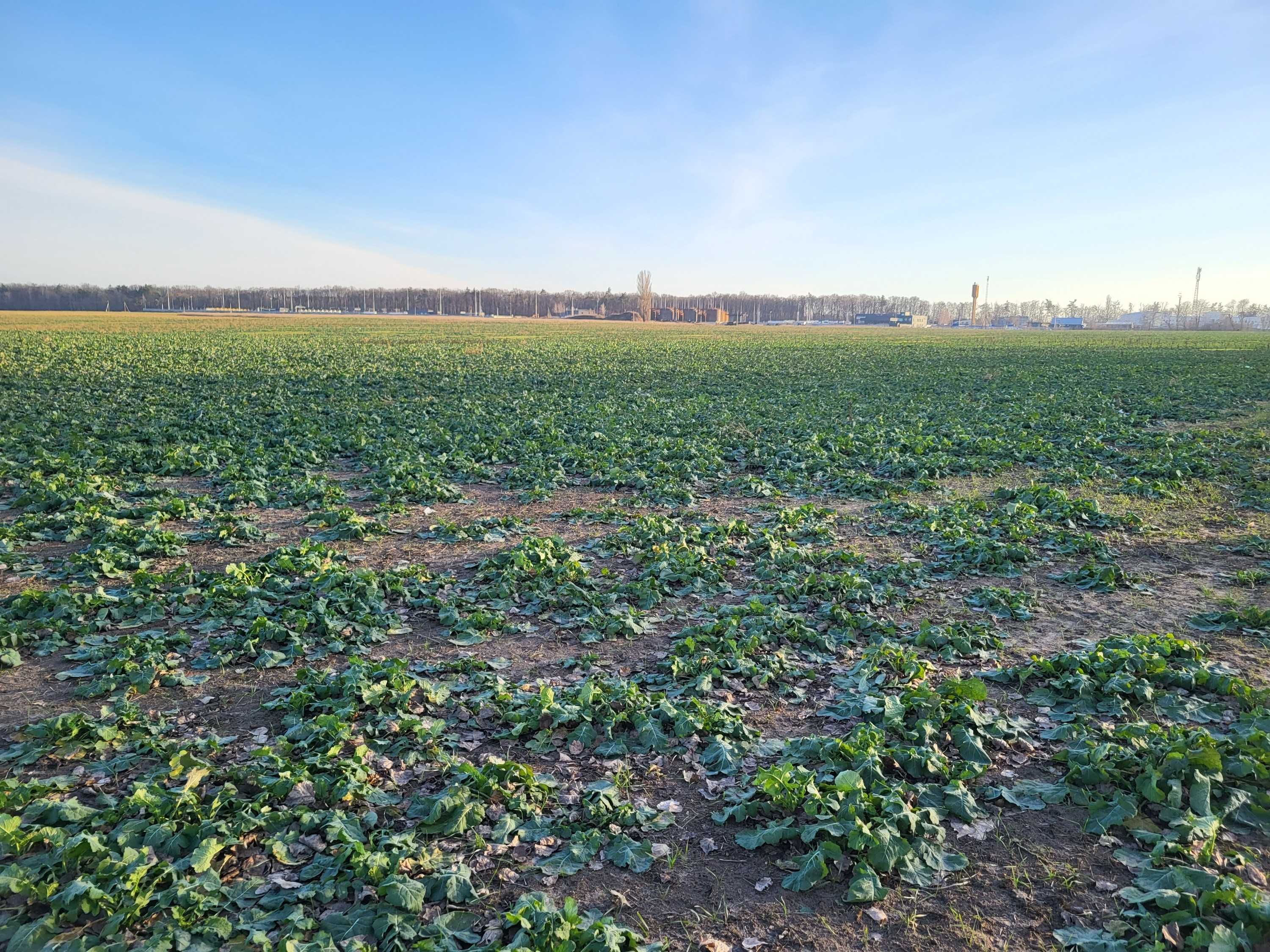 Продаж землі ОСГ в межах Данилівської с/р Фастівського р-ну