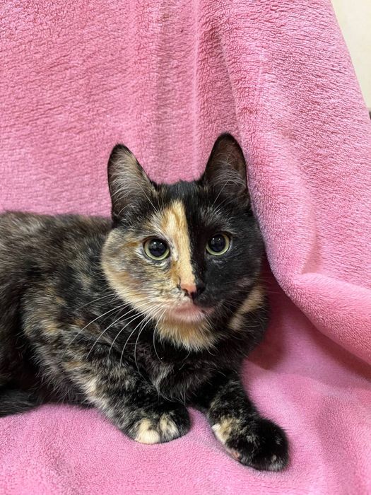 Кошеня дівчинка 5-6 міс. Трьохмасна. Шукає сімʼю!