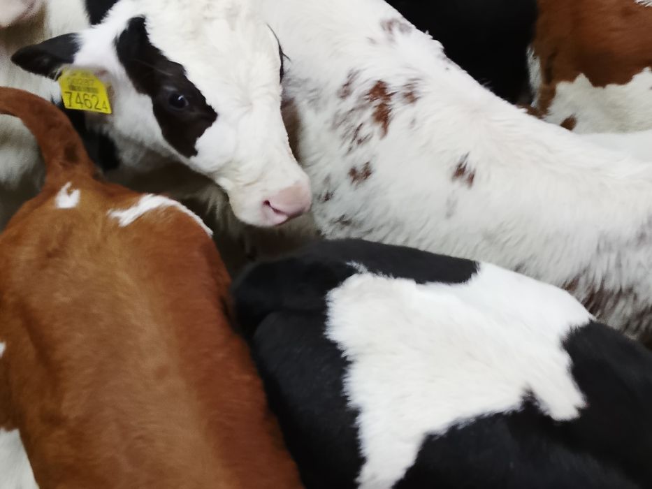 Sprzedam byczki ze zdjęcia samodzielne.