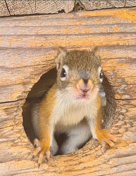 Wiewiórka wiewiórki Hudson