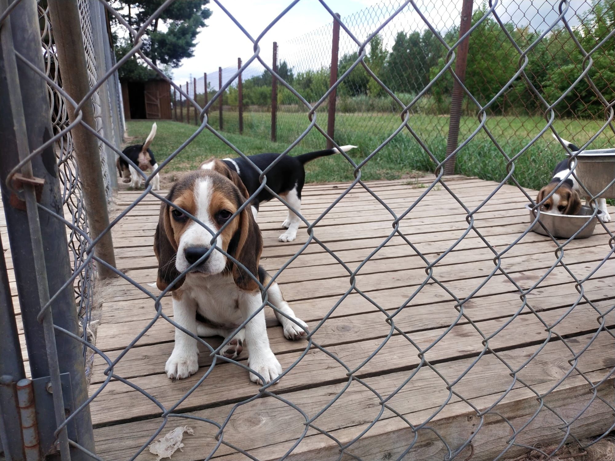 Szczeniaka Beagle