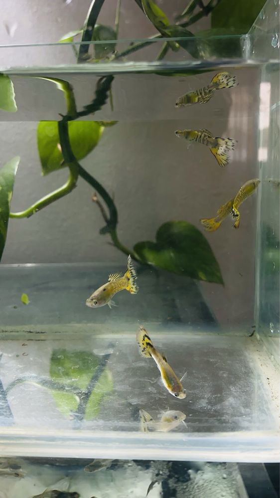 Guppys e camaroes neocaridina