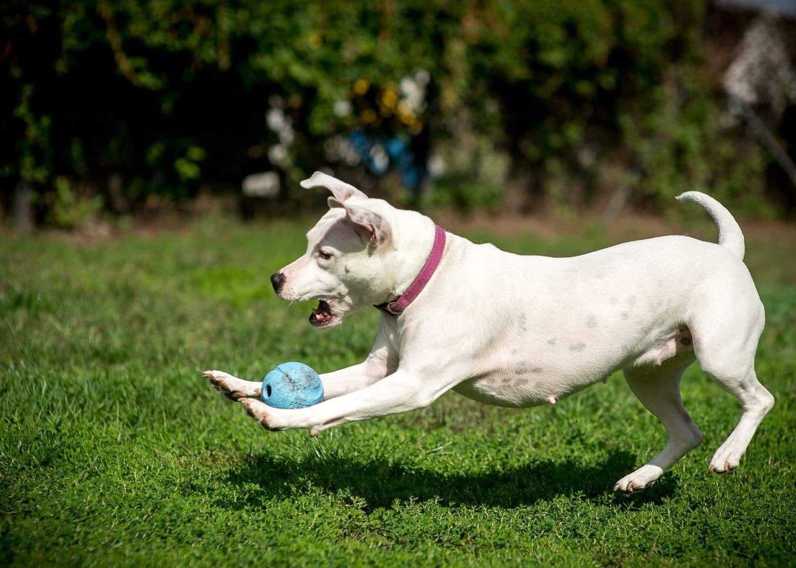 Do adopcji Shiva, suczka w typie amstaffa TTB Poznań