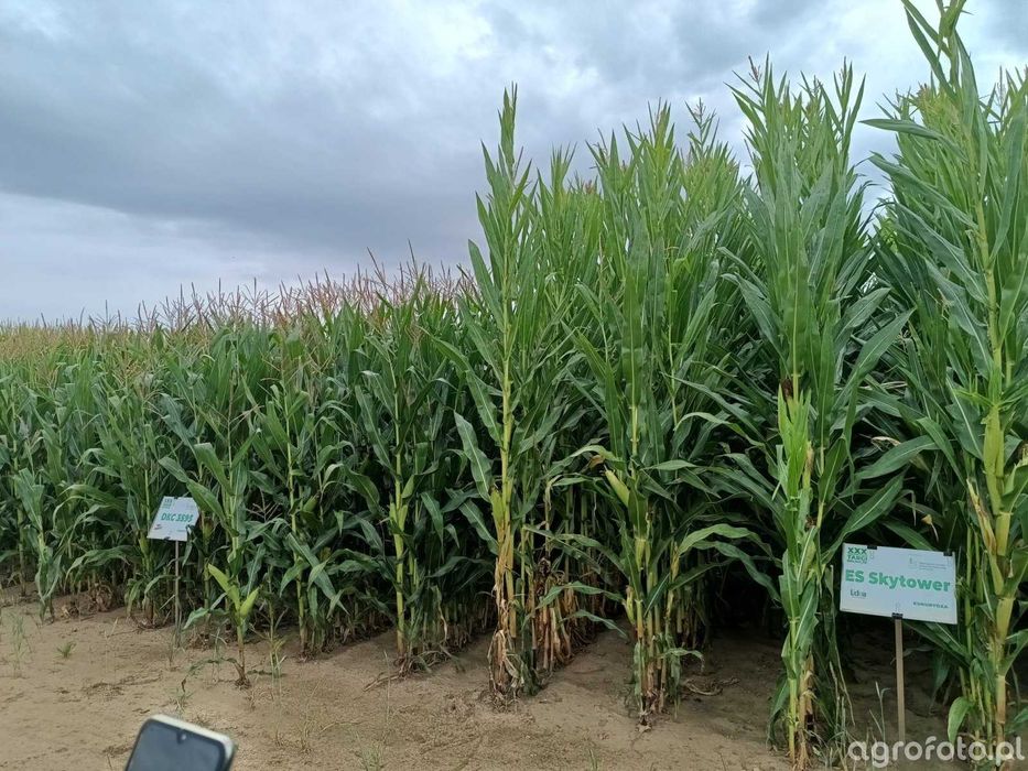 Kukurydza SKYTOWER