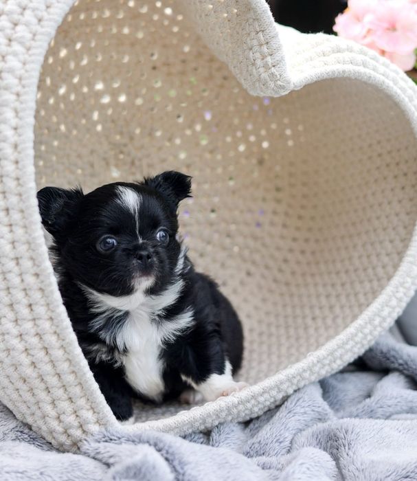 Chihuahua wyjątkowy malutki
