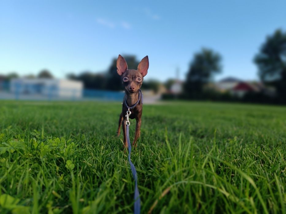 Rosyjski Toy Chłopiec FCI bez wad! Ratlerek, serenka, miniaturowy
