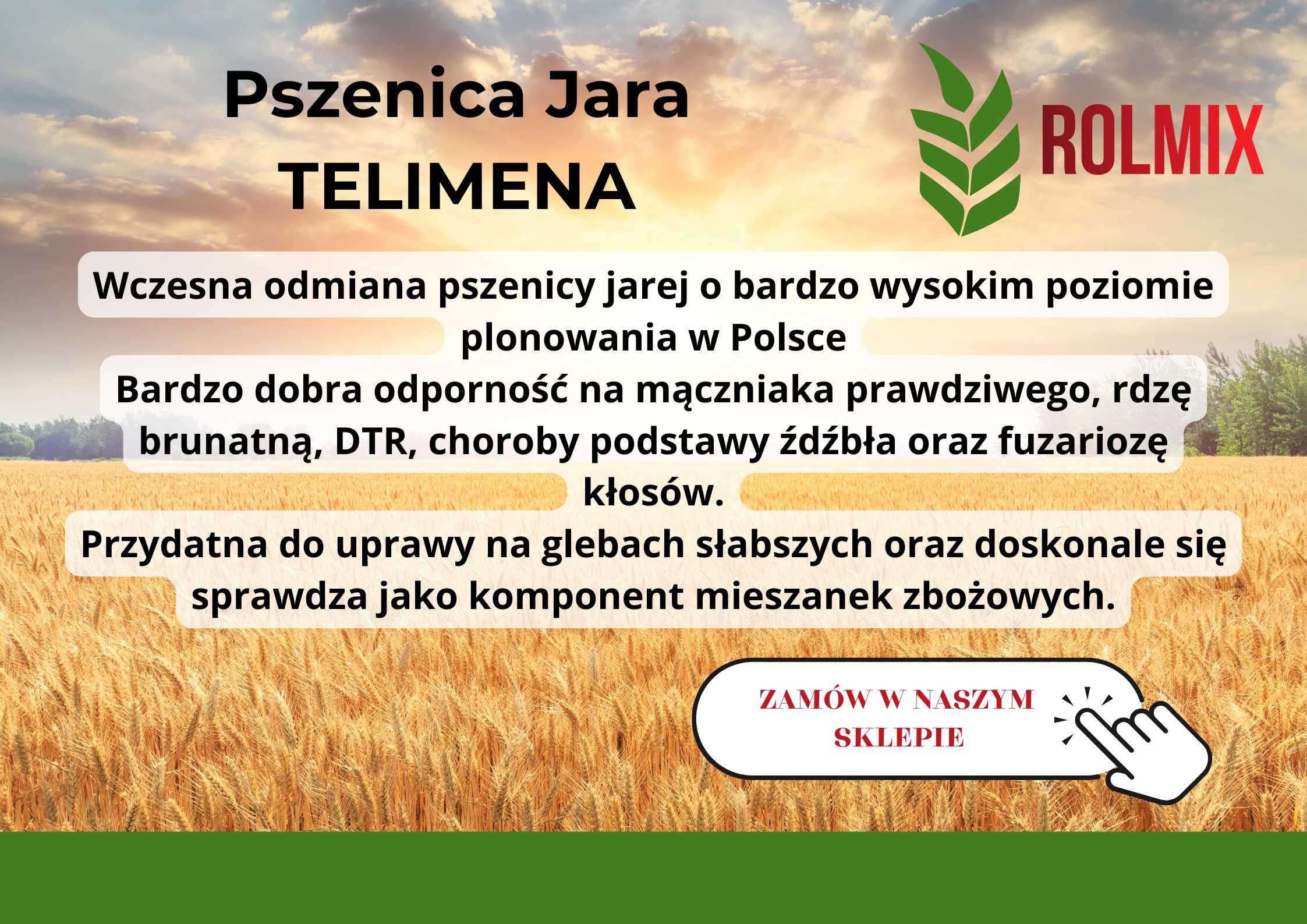 Kwalifikowany materiał siewny Pszenica Jara TELIMENA