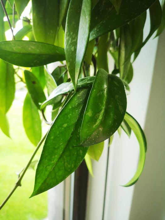 Mega piękna hoya  pubicalyx splash pink